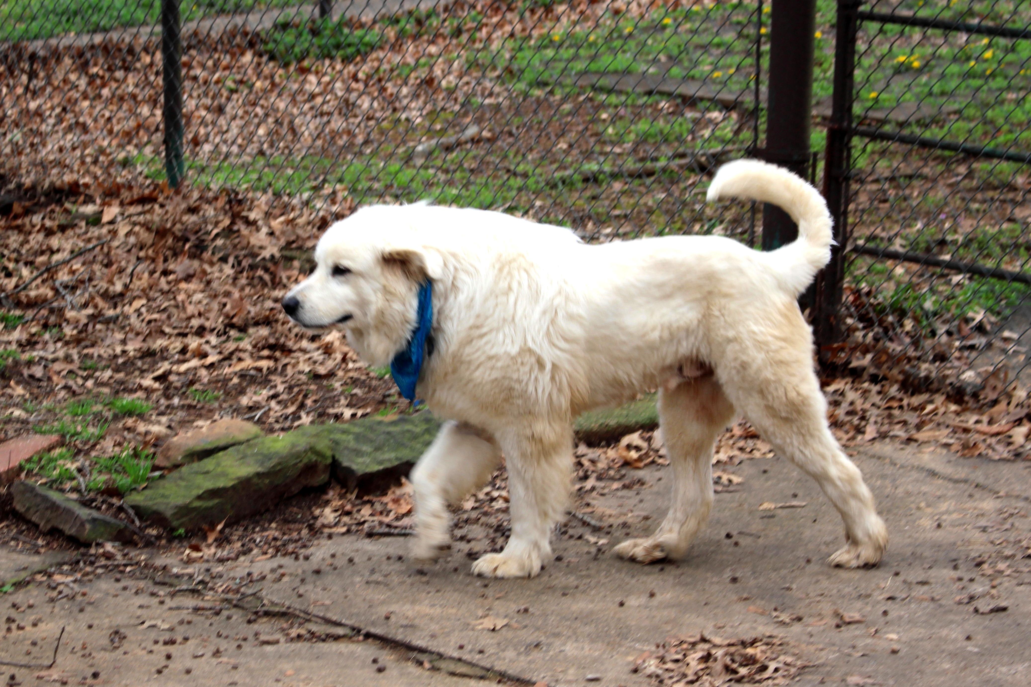 Enlarge Chance, an adoptable Great Pyrenees in Muldrow, OK image 6/6