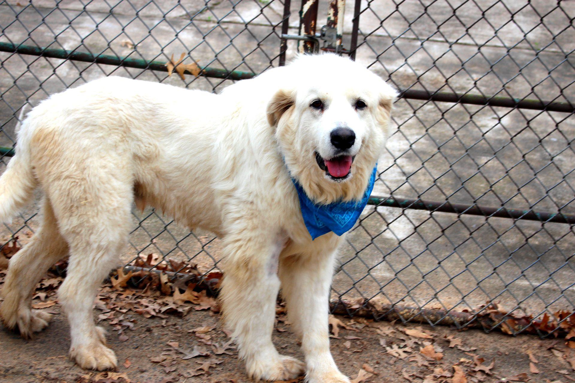 Chance, adoptable, Adult Male Great Pyrenees.