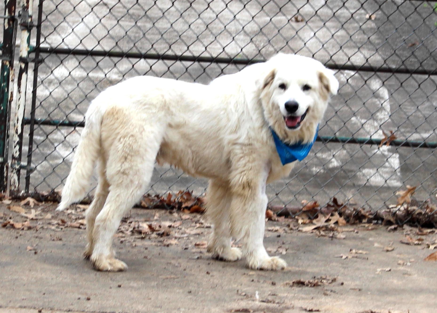 Enlarge Chance, an adoptable Great Pyrenees in Muldrow, OK image 3/6