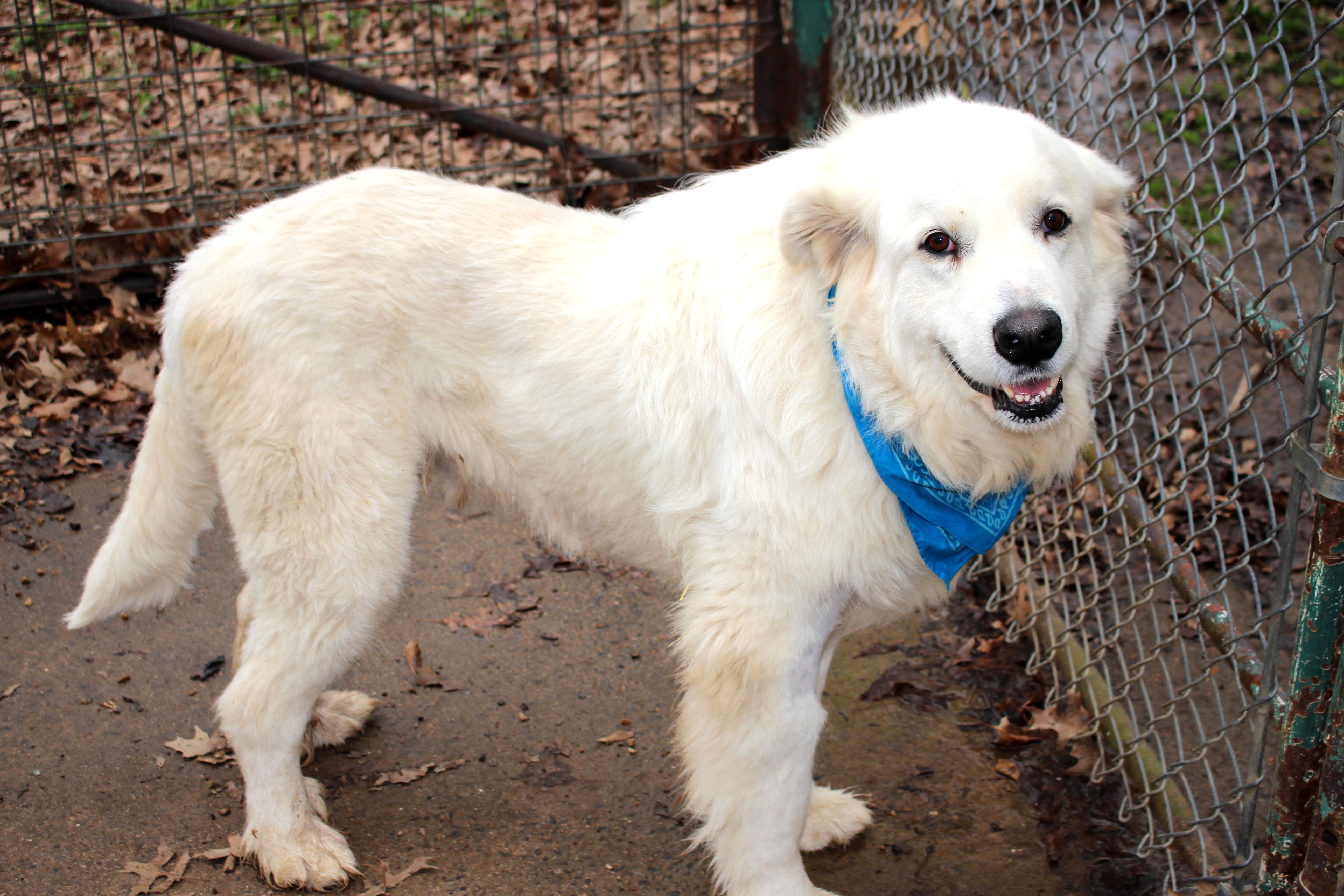 Enlarge Chance, an adoptable Great Pyrenees in Muldrow, OK image 2/6