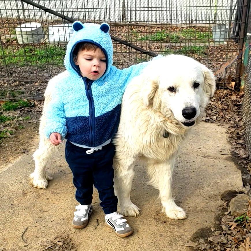 Enlarge Chance, an adoptable Great Pyrenees in Muldrow, OK image 5/6