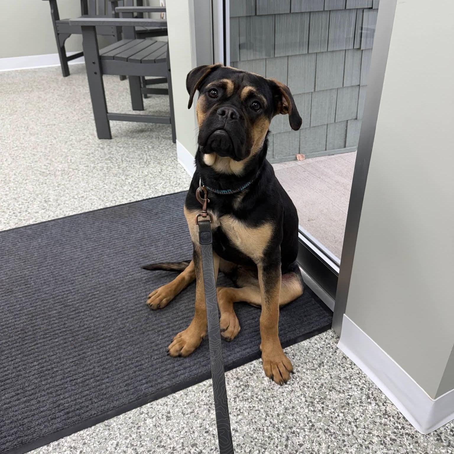 Enlarge Dixie, an adopted mixed breed in Mazon, IL image 1/3