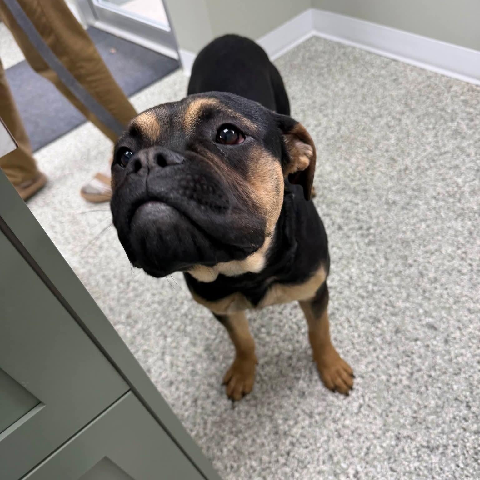 Enlarge Dixie, an adopted mixed breed in Mazon, IL image 2/3