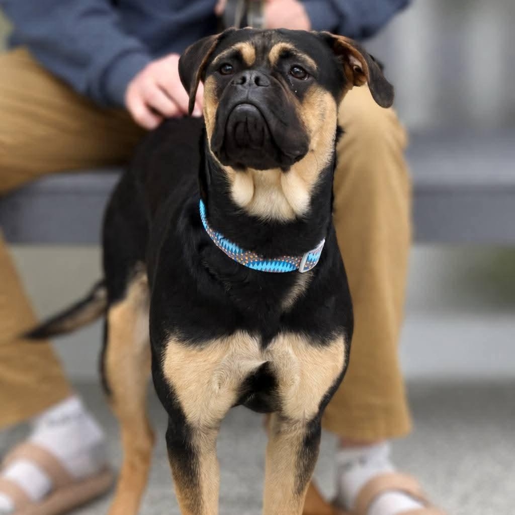 Enlarge Dixie, an adopted mixed breed in Mazon, IL image 3/3