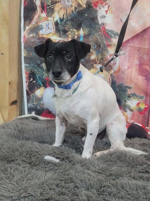 Enlarge Rowdy, an adopted mixed breed in St Catharines, ON image 1/4