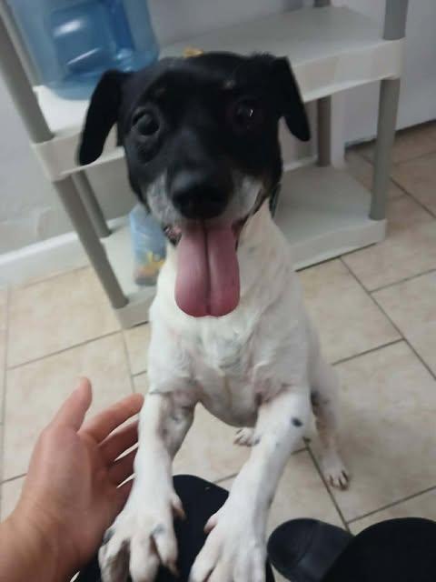 Enlarge Rowdy, an adopted mixed breed in St Catharines, ON image 2/4