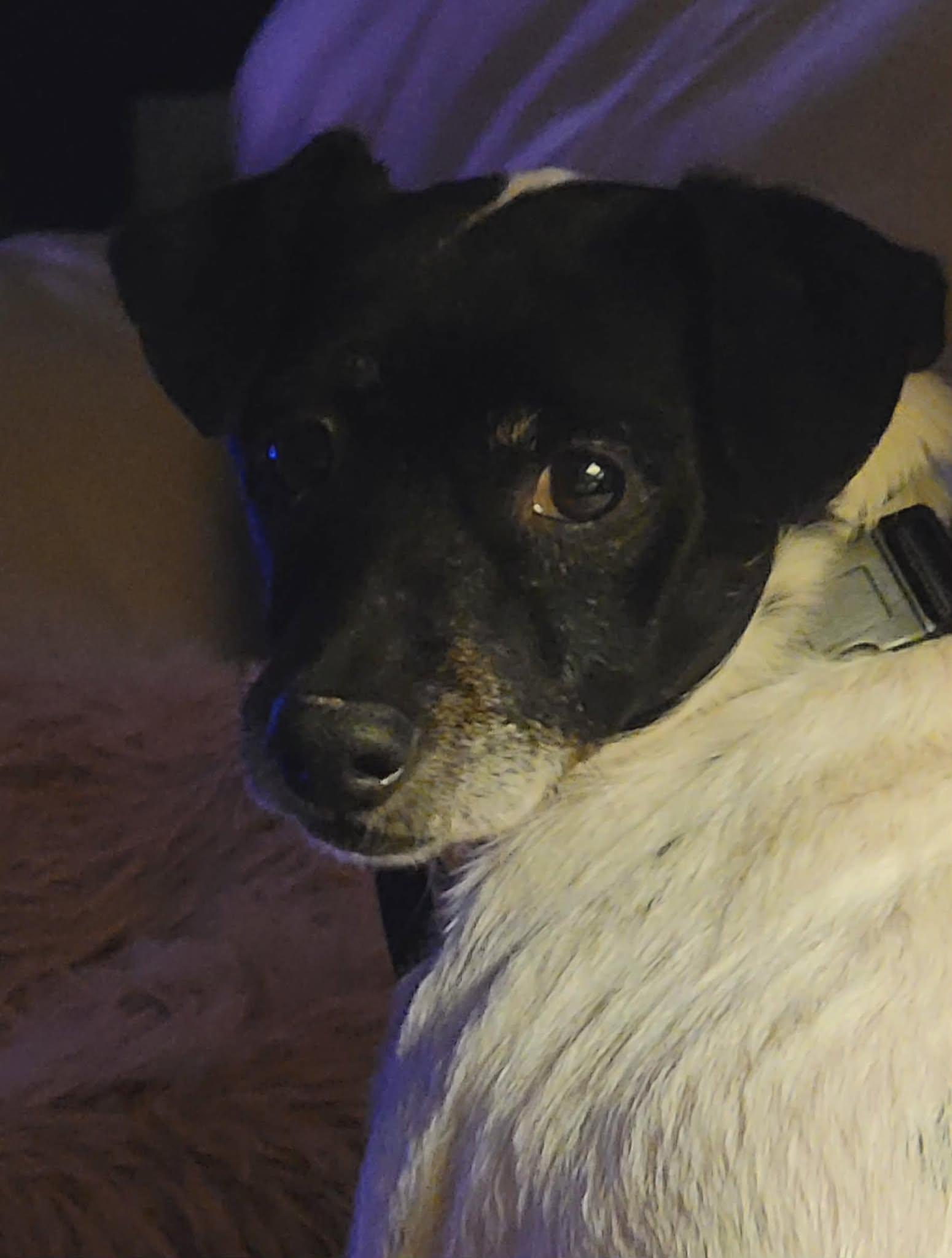 Enlarge Rowdy, an adopted mixed breed in St Catharines, ON image 4/4