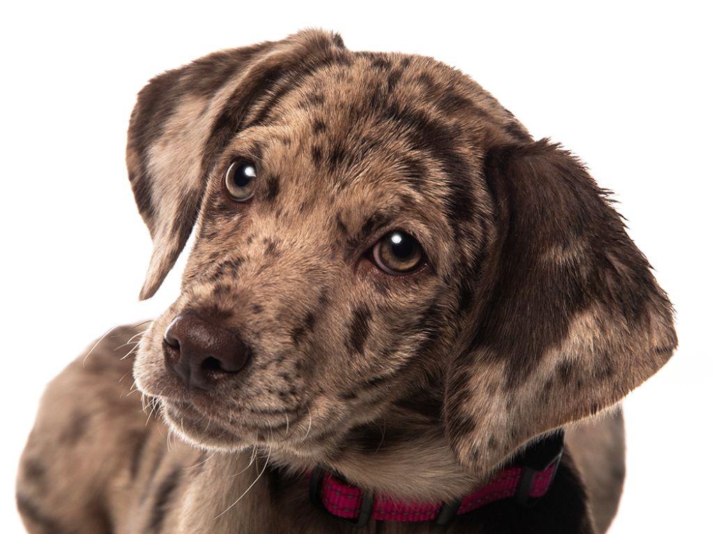 Enlarge Shae, a Adoptable mixed breed in Utica, NY image 3/5