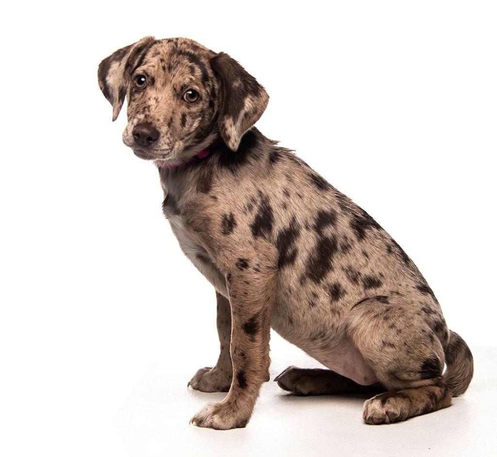 Enlarge Shae, a Adoptable mixed breed in Utica, NY image 2/5