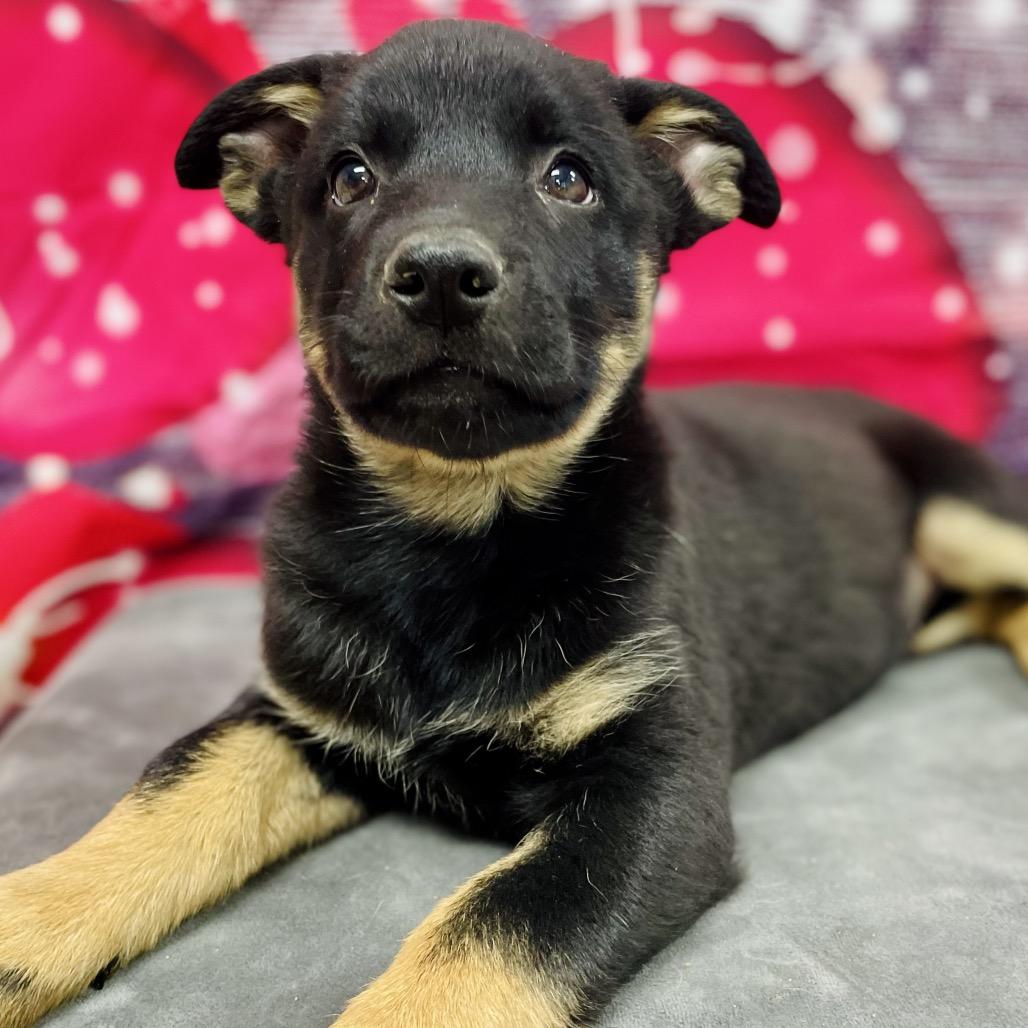 Tootsie, Adoptable, Puppy Female Shepherd & Labrador Retriever.