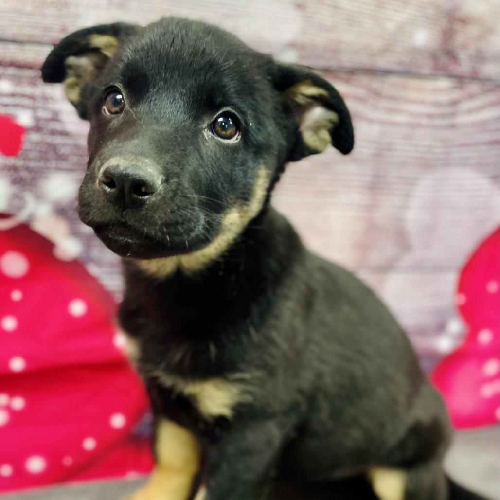Enlarge Tootsie, a Adoptable mixed breed in Lebanon, MO image 2/3