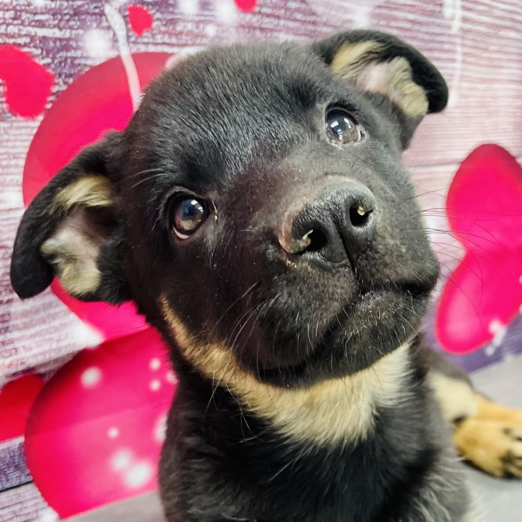 Enlarge Tootsie, a Adoptable mixed breed in Lebanon, MO image 3/3