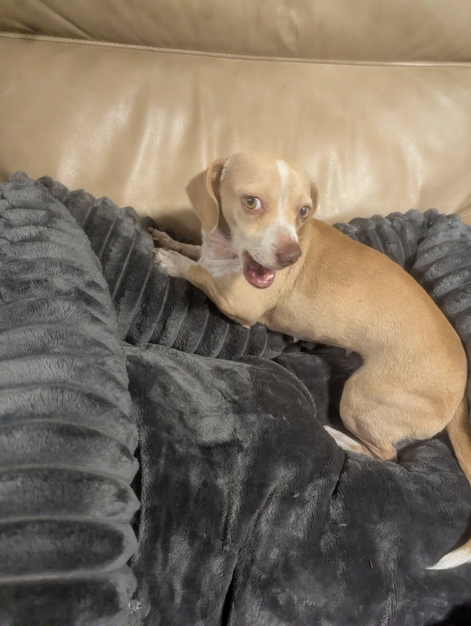 Peaches, Adoptable, Adult Female Chiweenie.