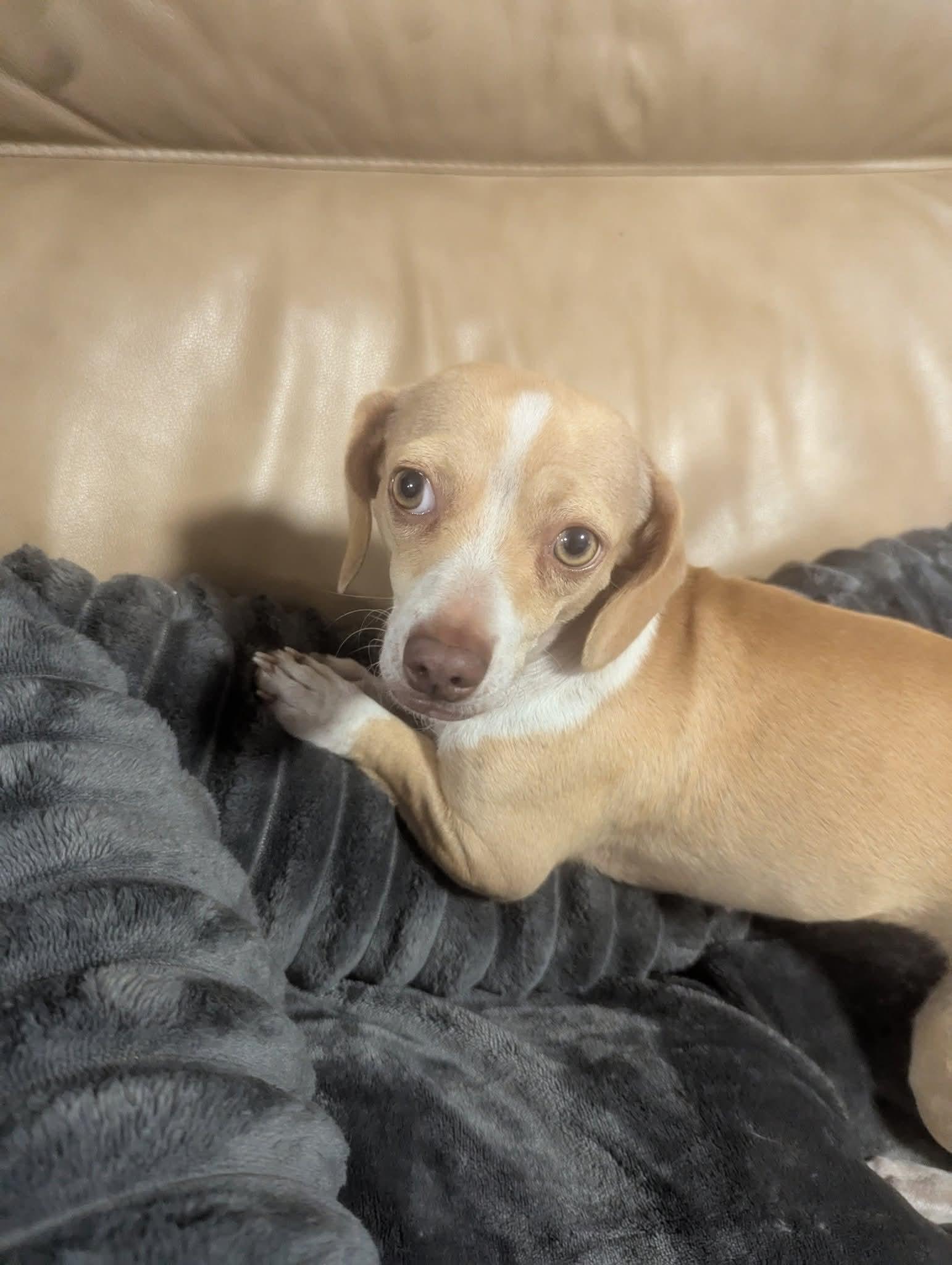 Enlarge Peaches, a Adoptable Chiweenie in Oakland, CA image 2/6