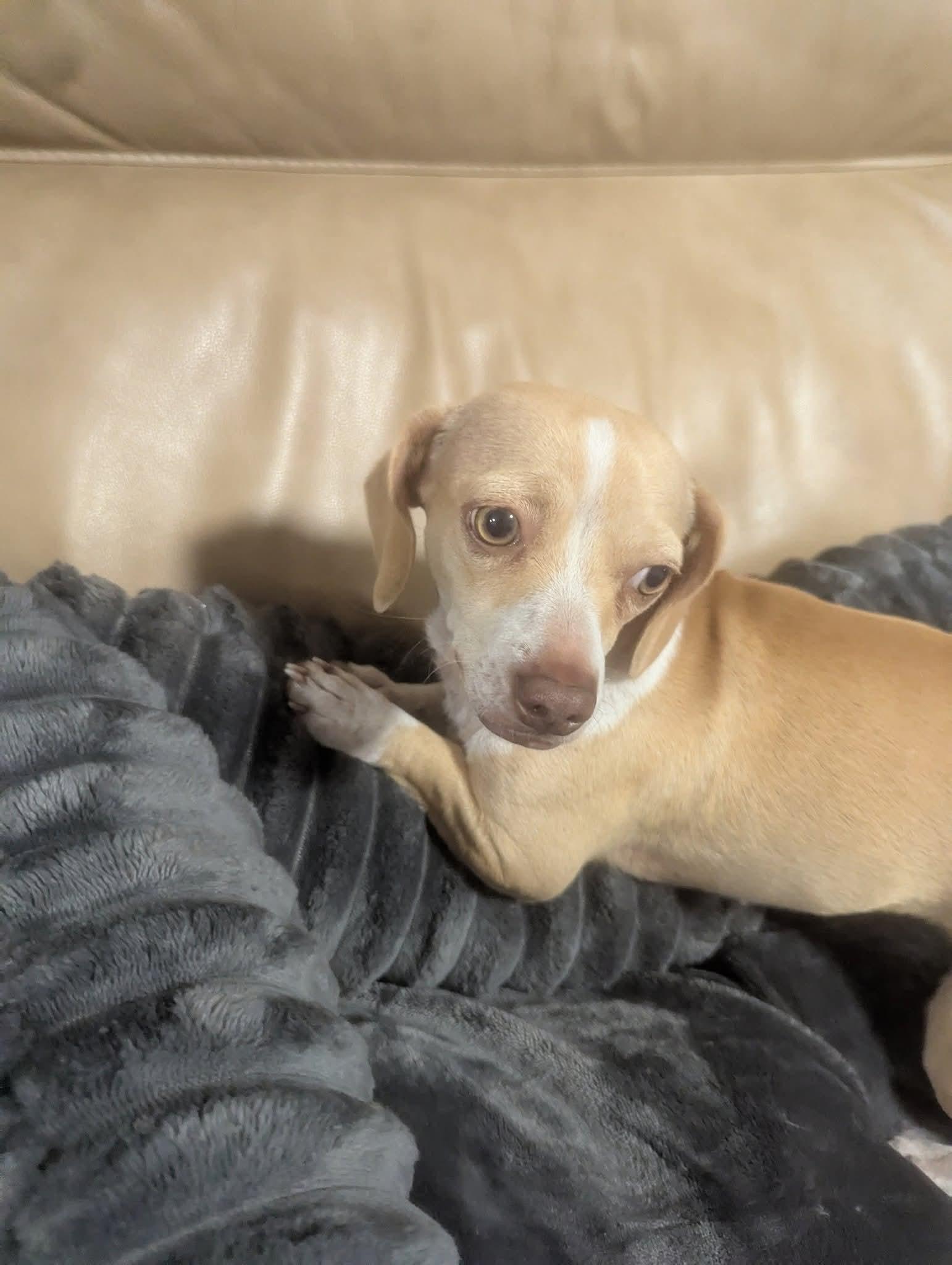 Enlarge Peaches, a Adoptable Chiweenie in Oakland, CA image 3/6