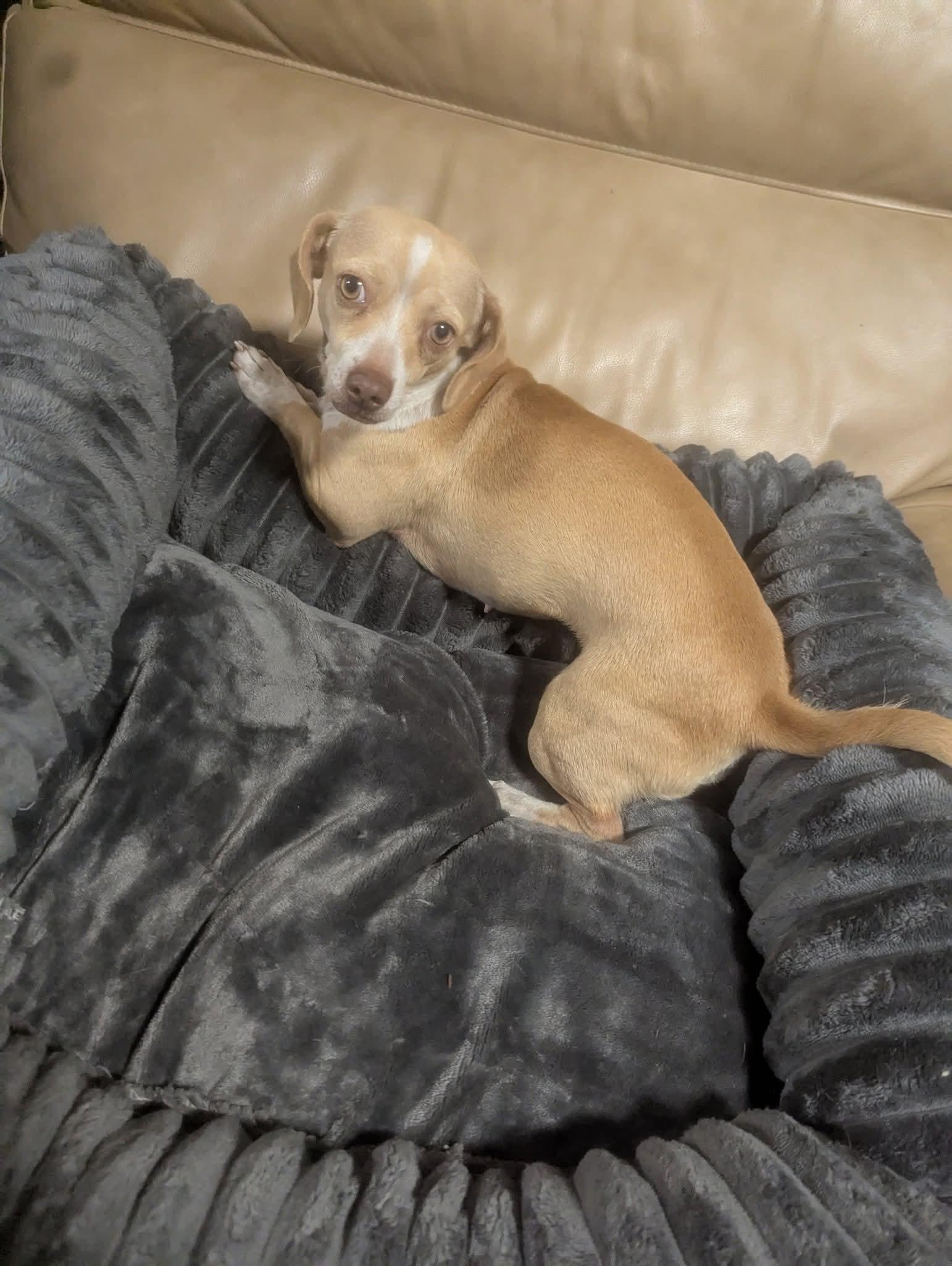 Enlarge Peaches, a Adoptable Chiweenie in Oakland, CA image 4/6