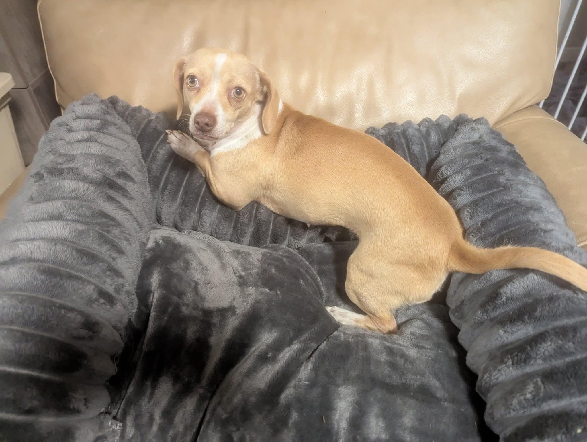 Enlarge Peaches, a Adoptable Chiweenie in Oakland, CA image 5/6