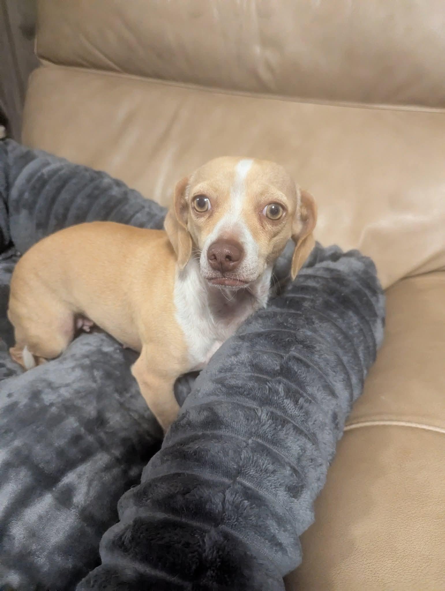 Enlarge Peaches, a Adoptable Chiweenie in Oakland, CA image 6/6