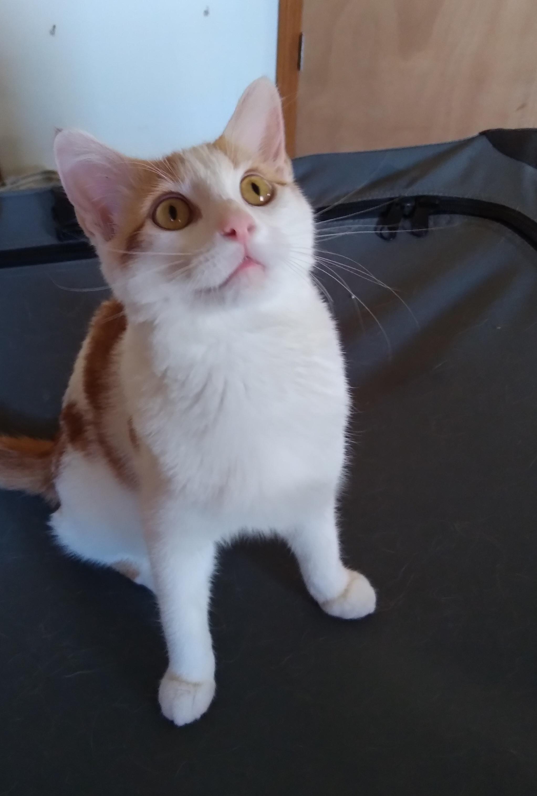 Enlarge ASPEN, a Adoptable Domestic Short Hair in Owatonna, MN image 4/6