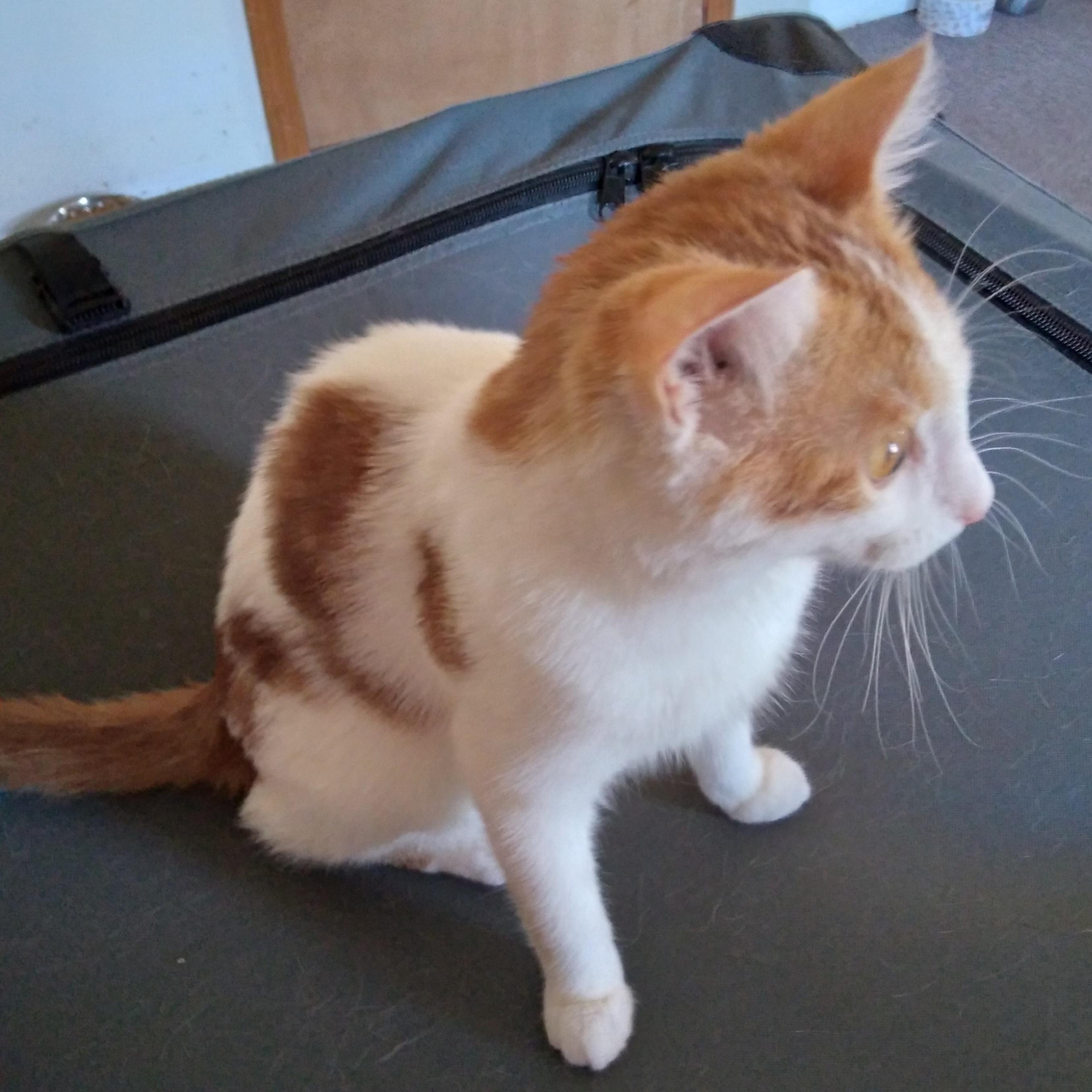 Enlarge ASPEN, a Adoptable Domestic Short Hair in Owatonna, MN image 5/6