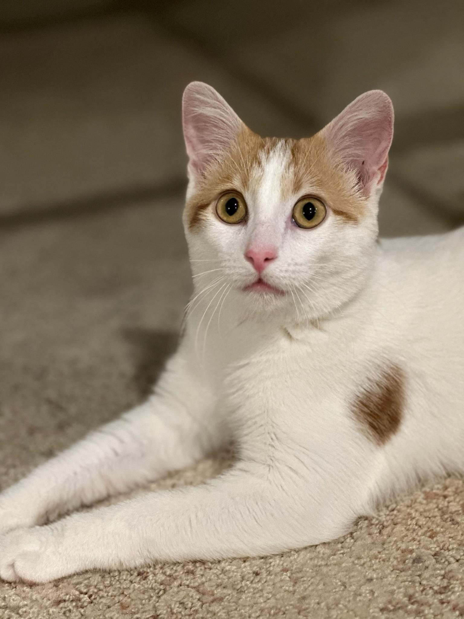 Enlarge ASPEN, a Adoptable Domestic Short Hair in Owatonna, MN image 6/6