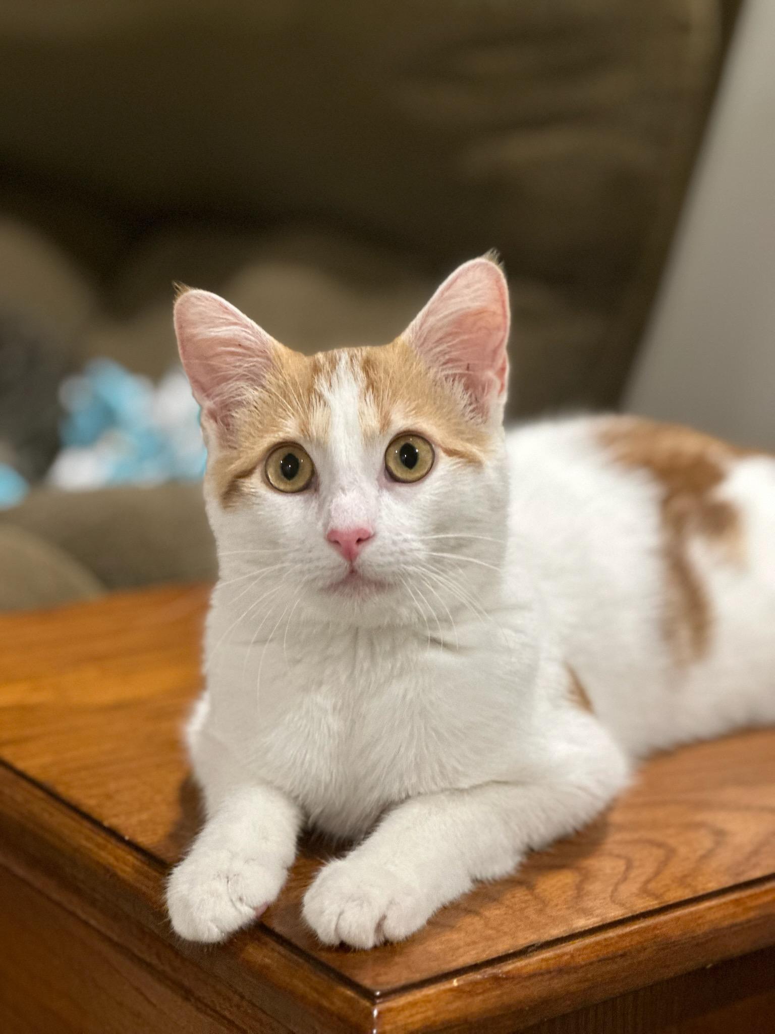 Enlarge ASPEN, a Adoptable Domestic Short Hair in Owatonna, MN image 1/6