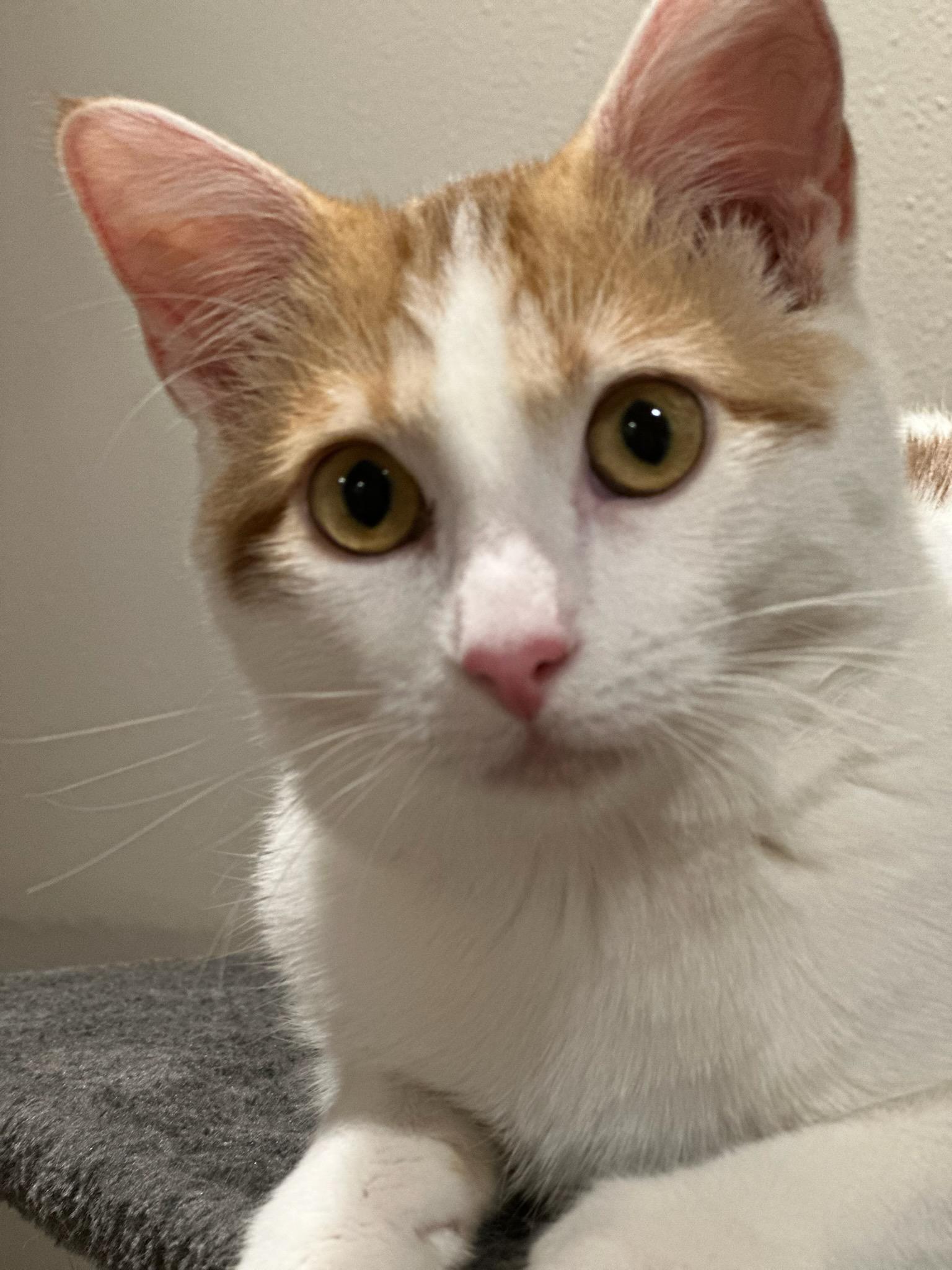 Enlarge ASPEN, a Adoptable Domestic Short Hair in Owatonna, MN image 3/6