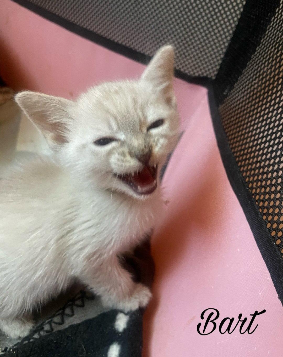Bart, Adoptable, Kitten Male Domestic Short Hair & Siamese.