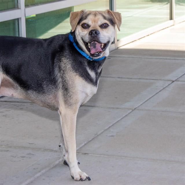 PRINCESS, Adoptable, Adult Female Beagle & Mixed Breed.