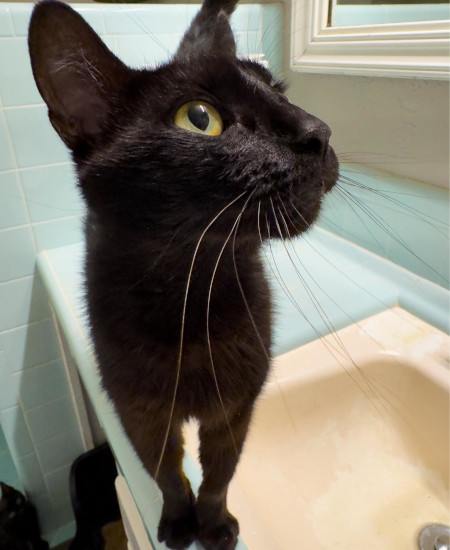 Enlarge Priscilla, a Adoptable Domestic Short Hair in Flint, TX image 4/4