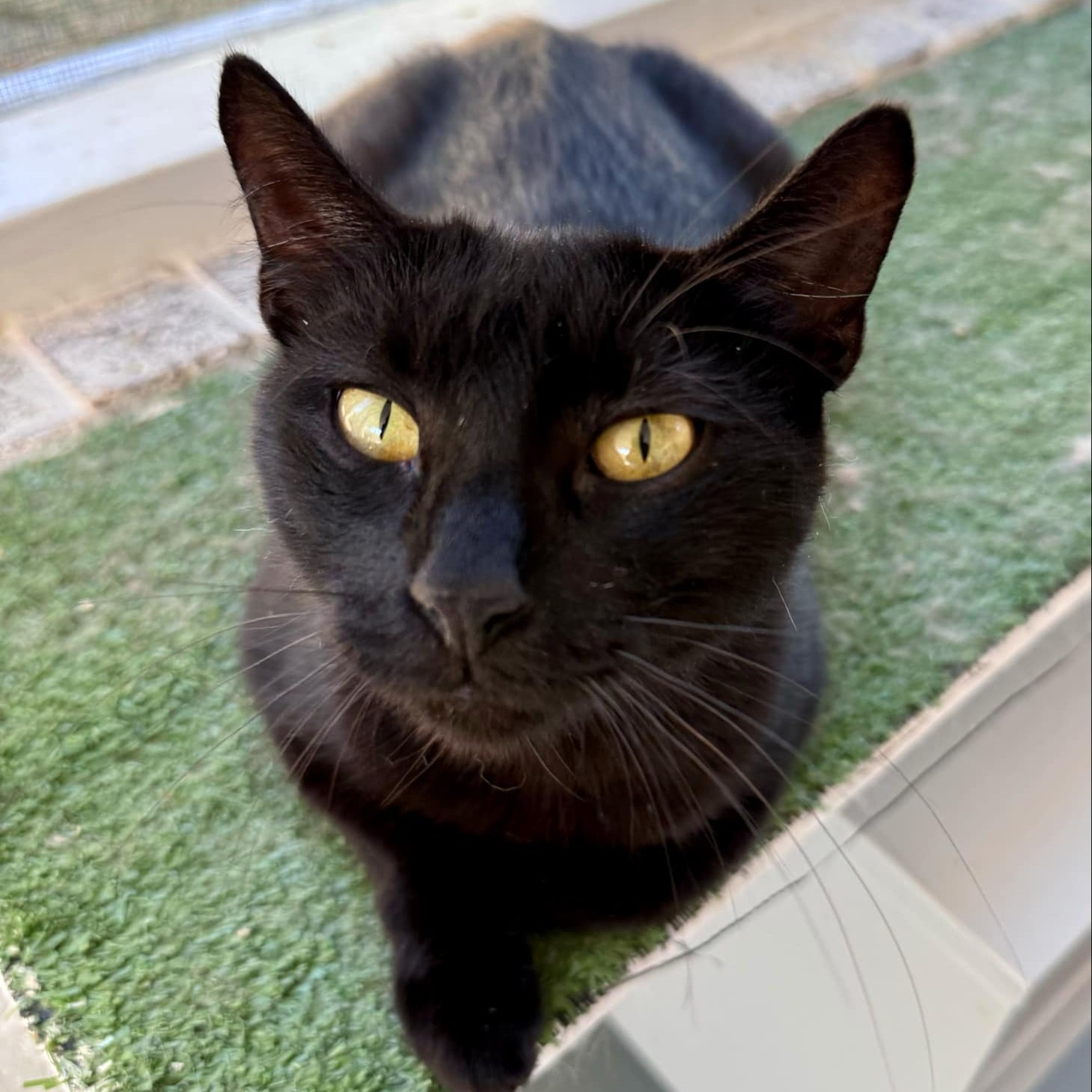 Enlarge Priscilla, a Adoptable Domestic Short Hair in Flint, TX image 1/4