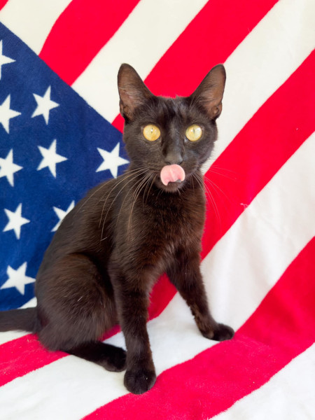 Enlarge Priscilla, a Adoptable Domestic Short Hair in Flint, TX image 3/4