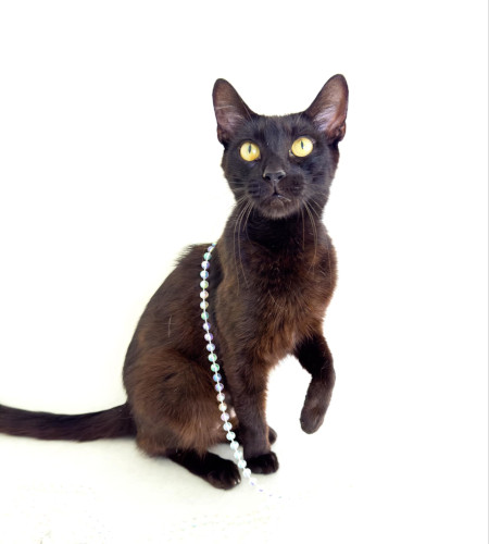 Enlarge Priscilla, a Adoptable Domestic Short Hair in Flint, TX image 2/4