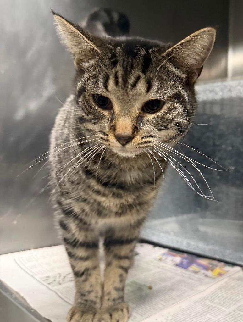 Matilda, Adoptable, Young Female Domestic Short Hair.