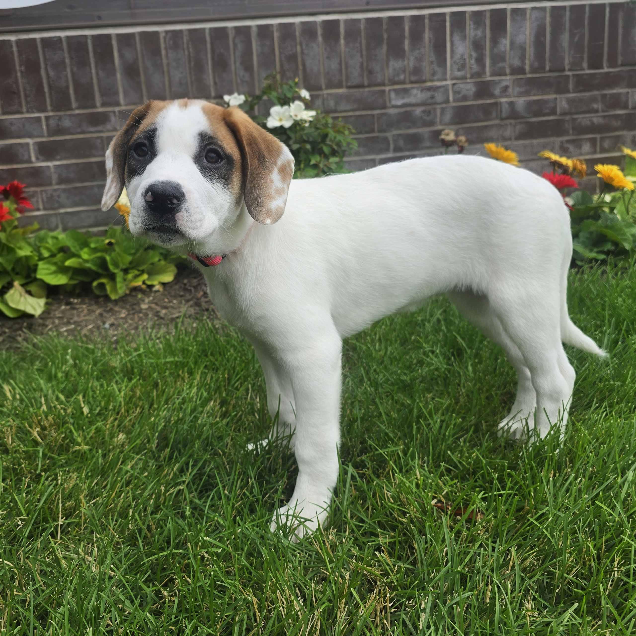 Elle, an adoptable mixed breed in Itasca, IL image 2/3