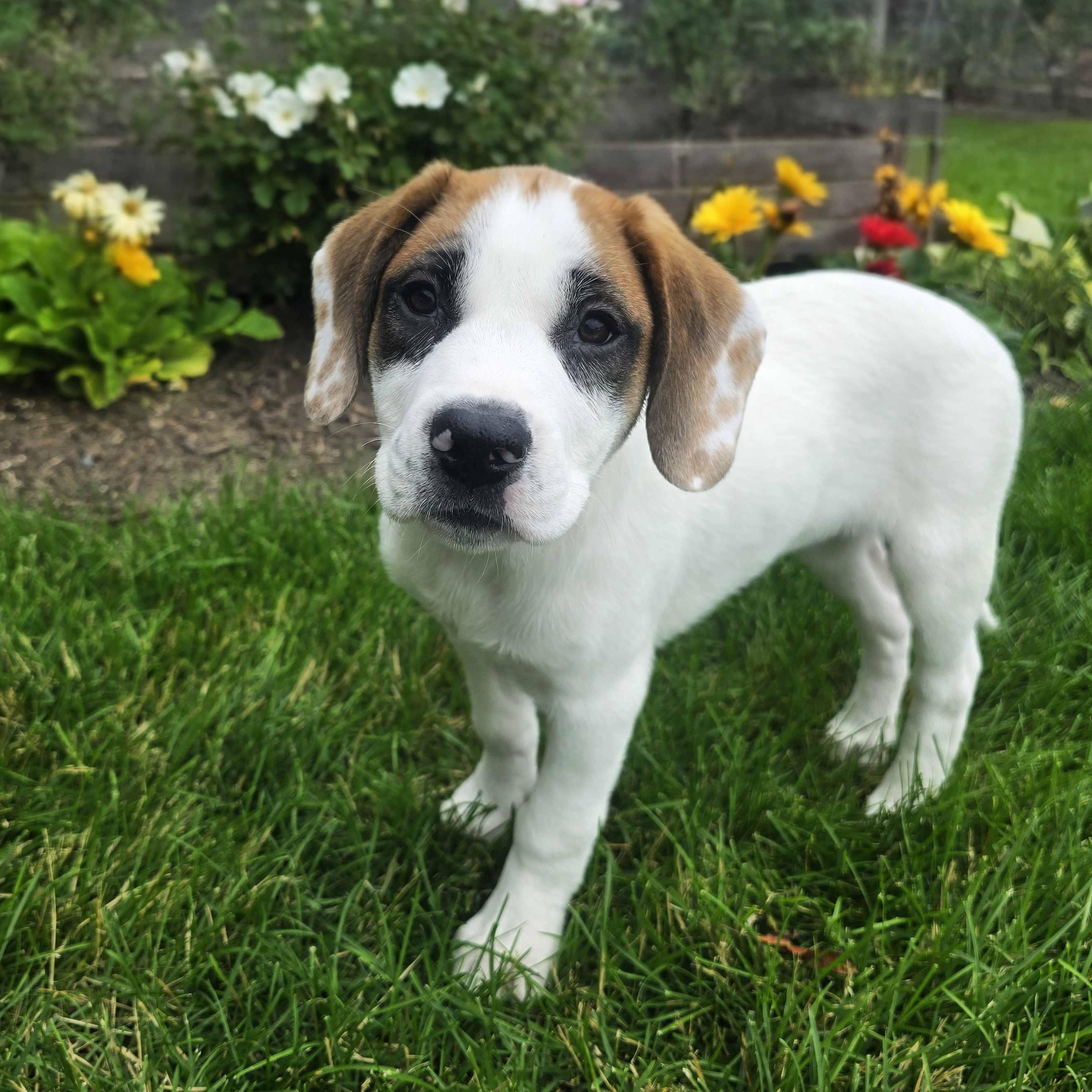 Elle, an adoptable mixed breed in Itasca, IL image 3/3