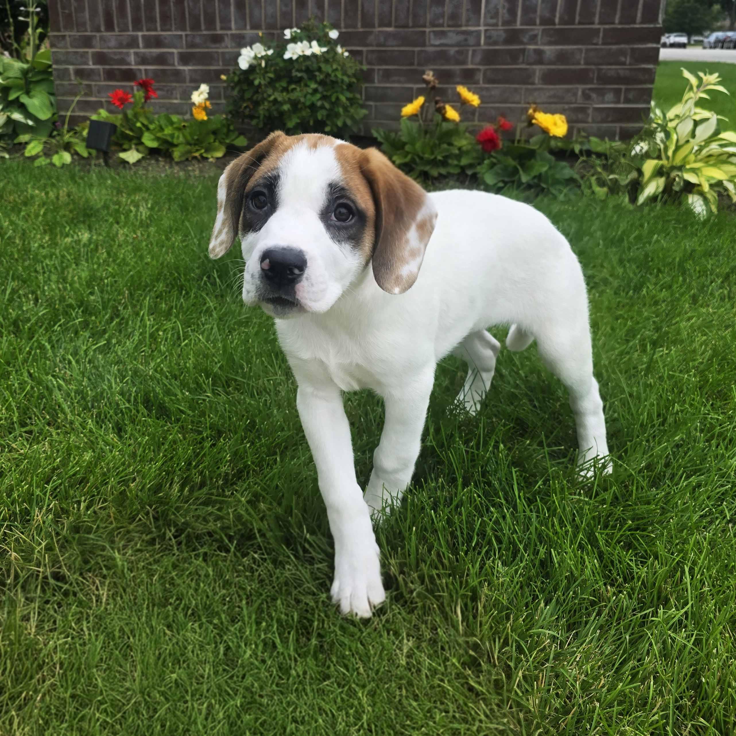 Elle, adoptable, Puppy Female Hound & Retriever.