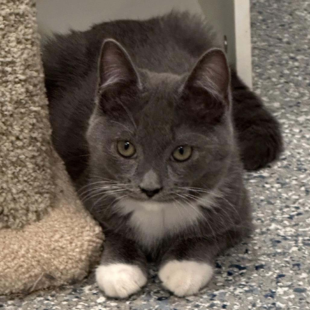 Regina, a ADOPTABLE American Shorthair in Danbury, CT image 1/3