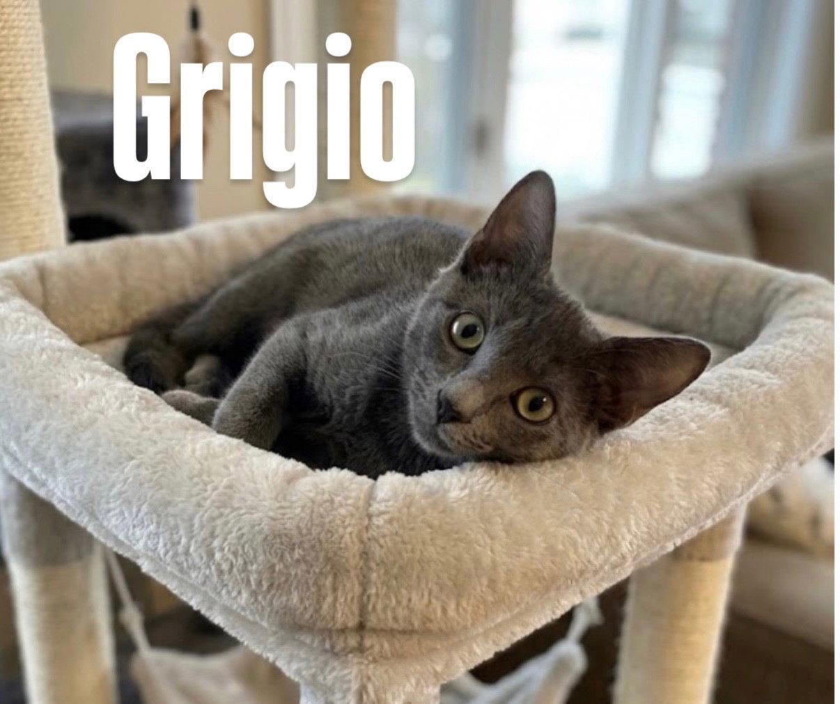 Grigio, Adoptable, Young Male Domestic Short Hair.