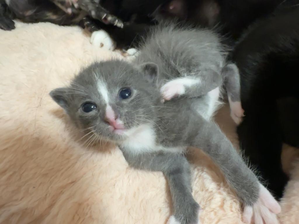 Edison, Adoptable, Kitten Male Domestic Short Hair.