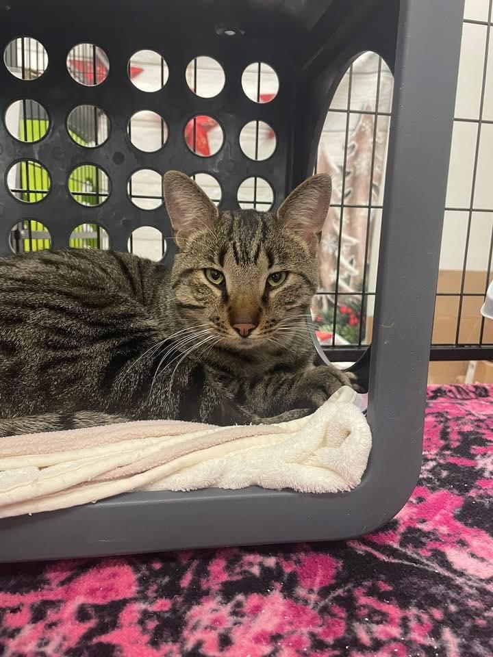 Rocket Man, ADOPTABLE, Young Male Domestic Short Hair.
