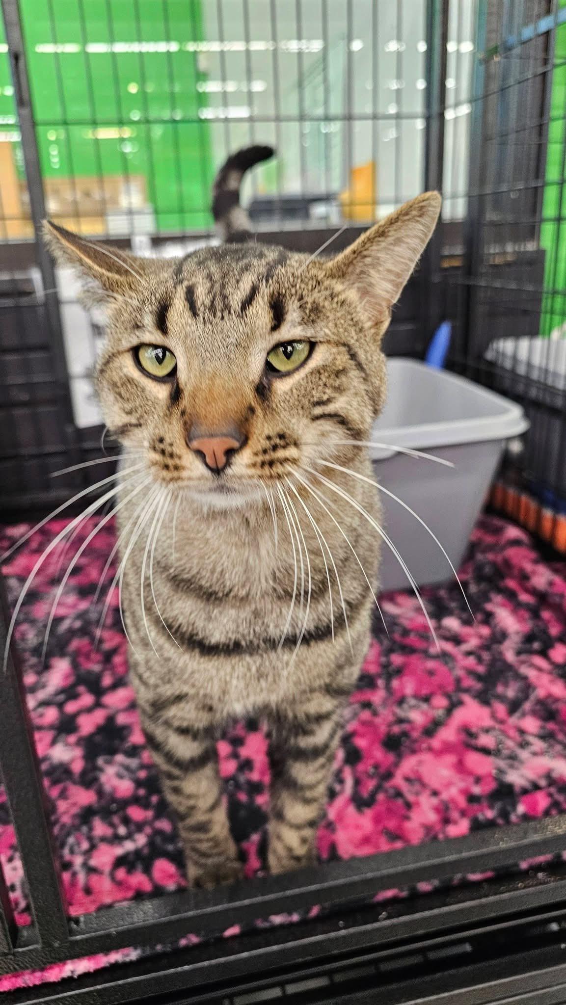 Enlarge Rocket Man, a ADOPTABLE Domestic Short Hair in Cleveland, OH image 2/3