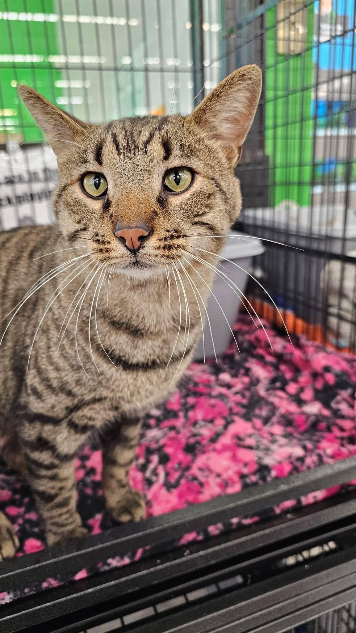 Enlarge Rocket Man, a ADOPTABLE Domestic Short Hair in Cleveland, OH image 3/3