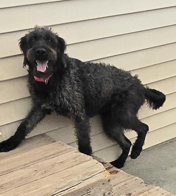 Enlarge Raven, a ADOPTABLE mixed breed in Terre Haute, IN image 2/3