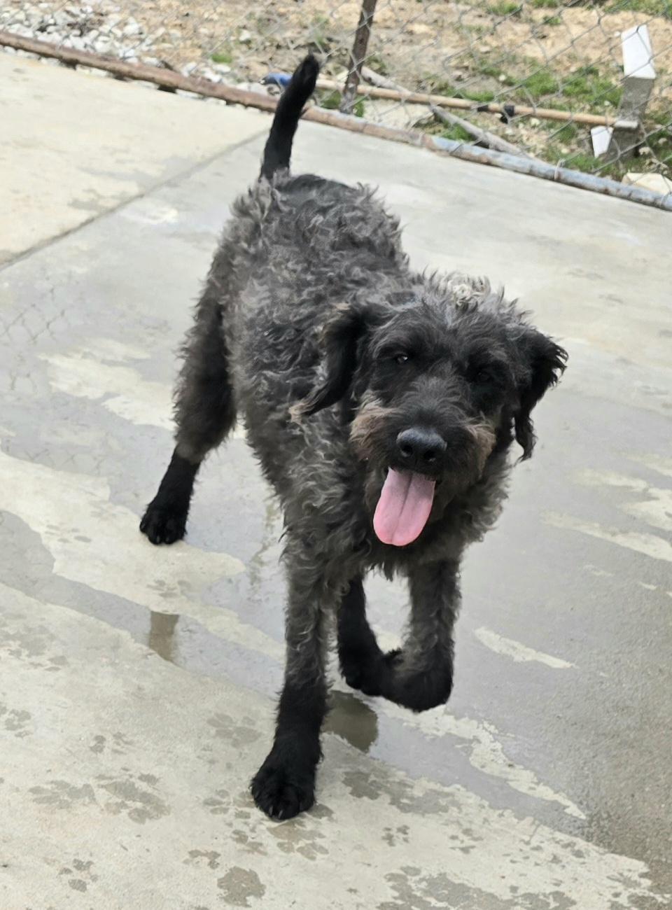 Enlarge Raven, a ADOPTABLE mixed breed in Terre Haute, IN image 3/3