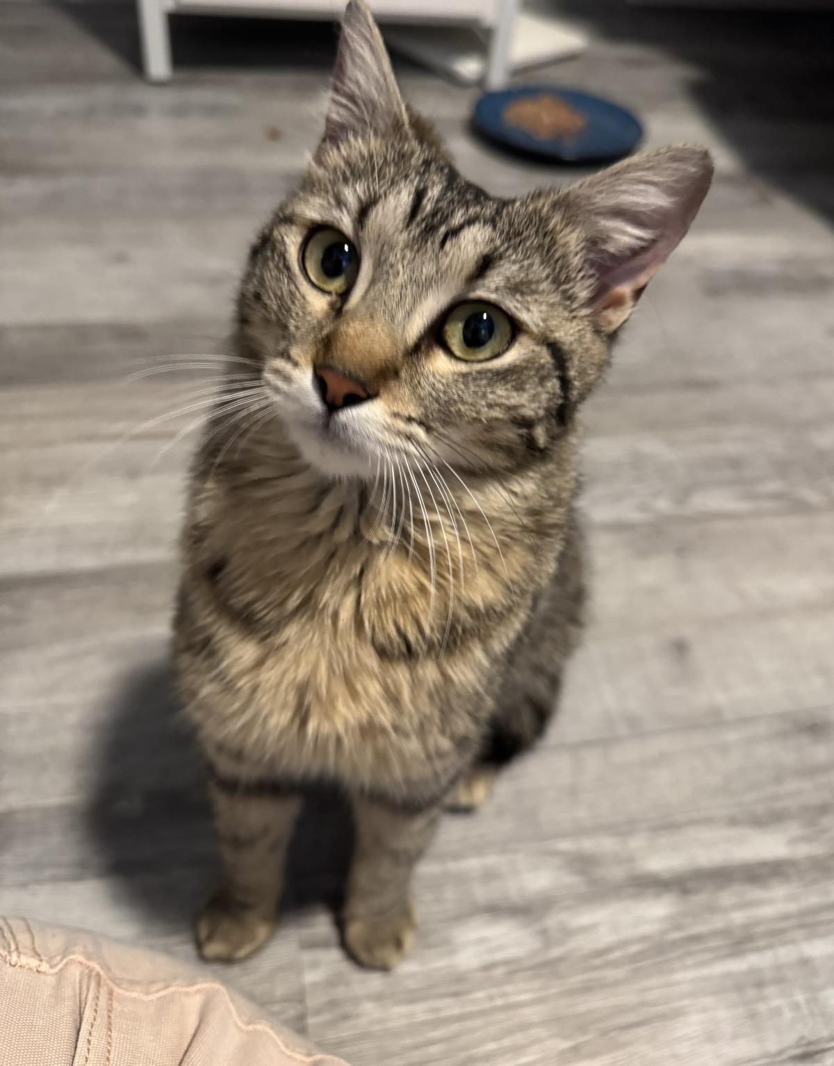 Enlarge Salty Sea, a Adoptable mixed breed in Chandler, AZ image 2/3