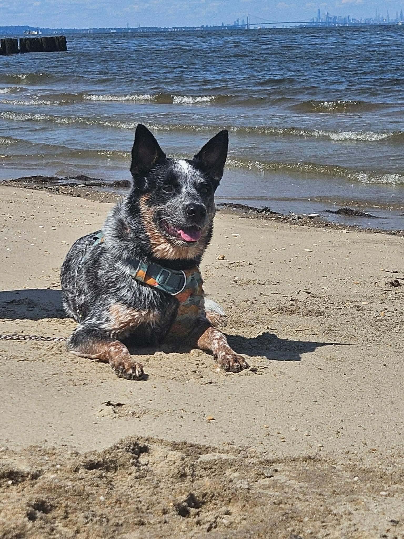 Enlarge Moby (Foser Needed!), a Adoptable mixed breed in Westwood, NJ image 2/5