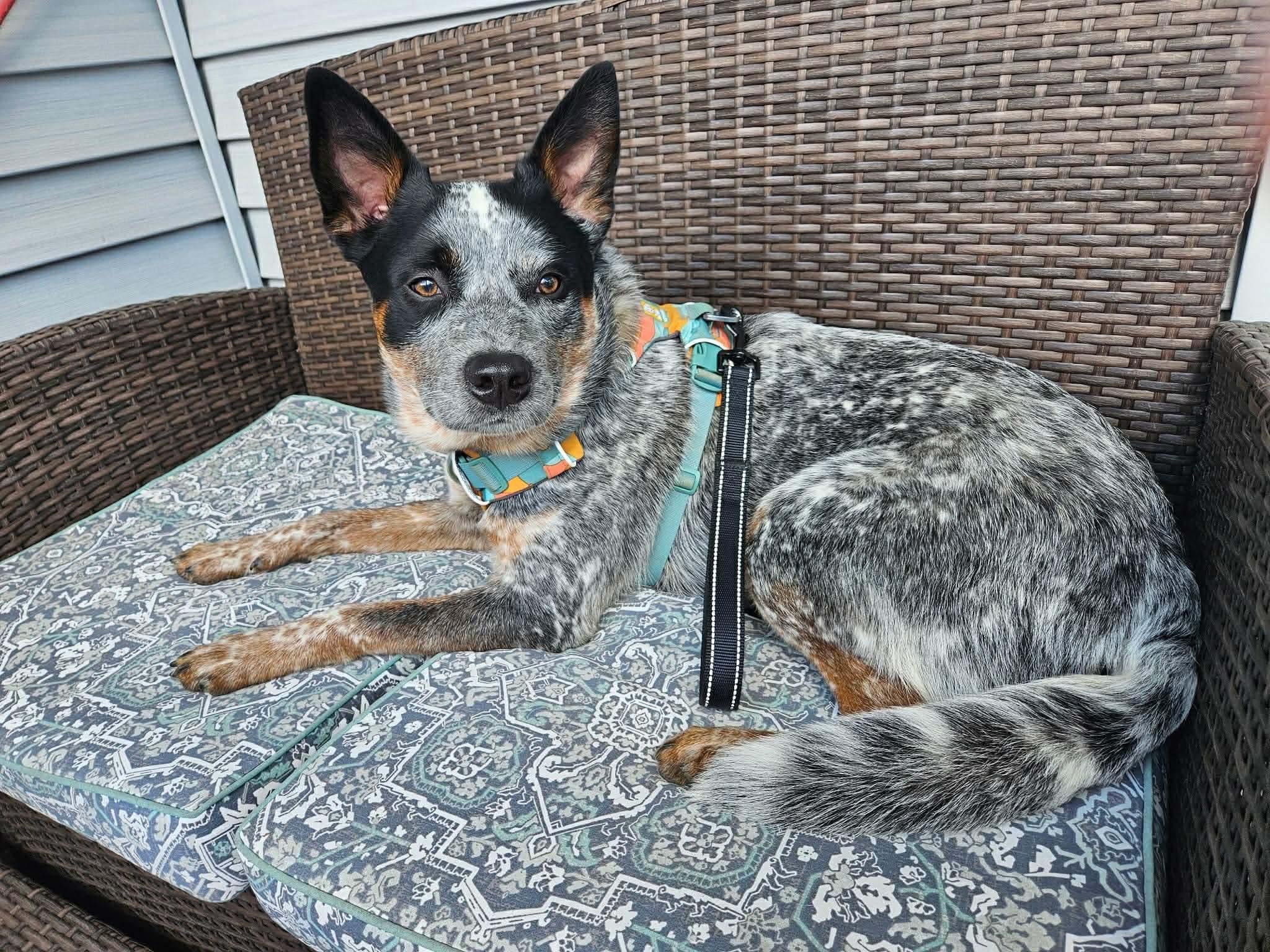 Moby (Foser Needed!), Adoptable, Young Male Australian Cattle Dog / Blue Heeler.