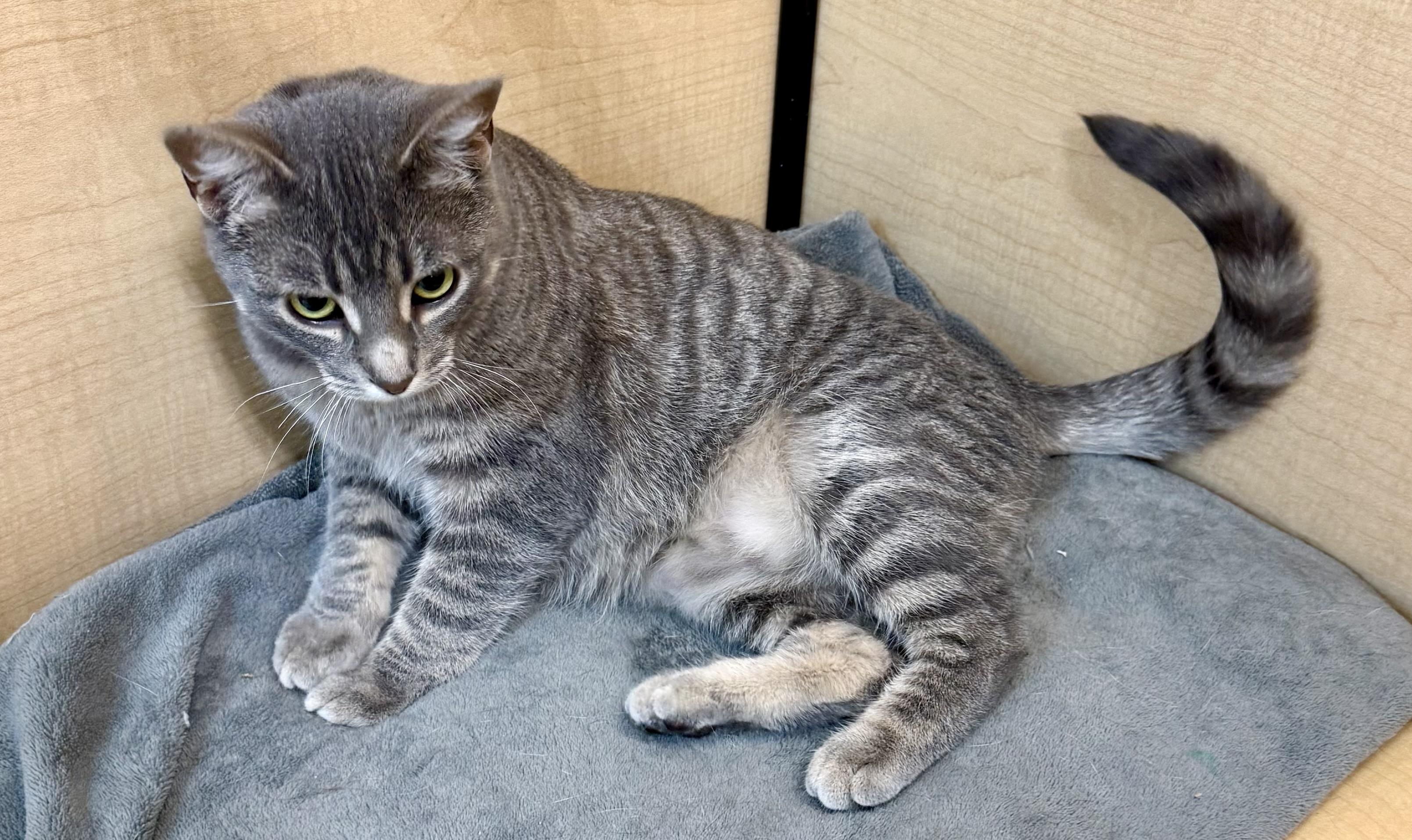 Enlarge Vivian, a ADOPTABLE Domestic Short Hair in Independence, IA image 2/3
