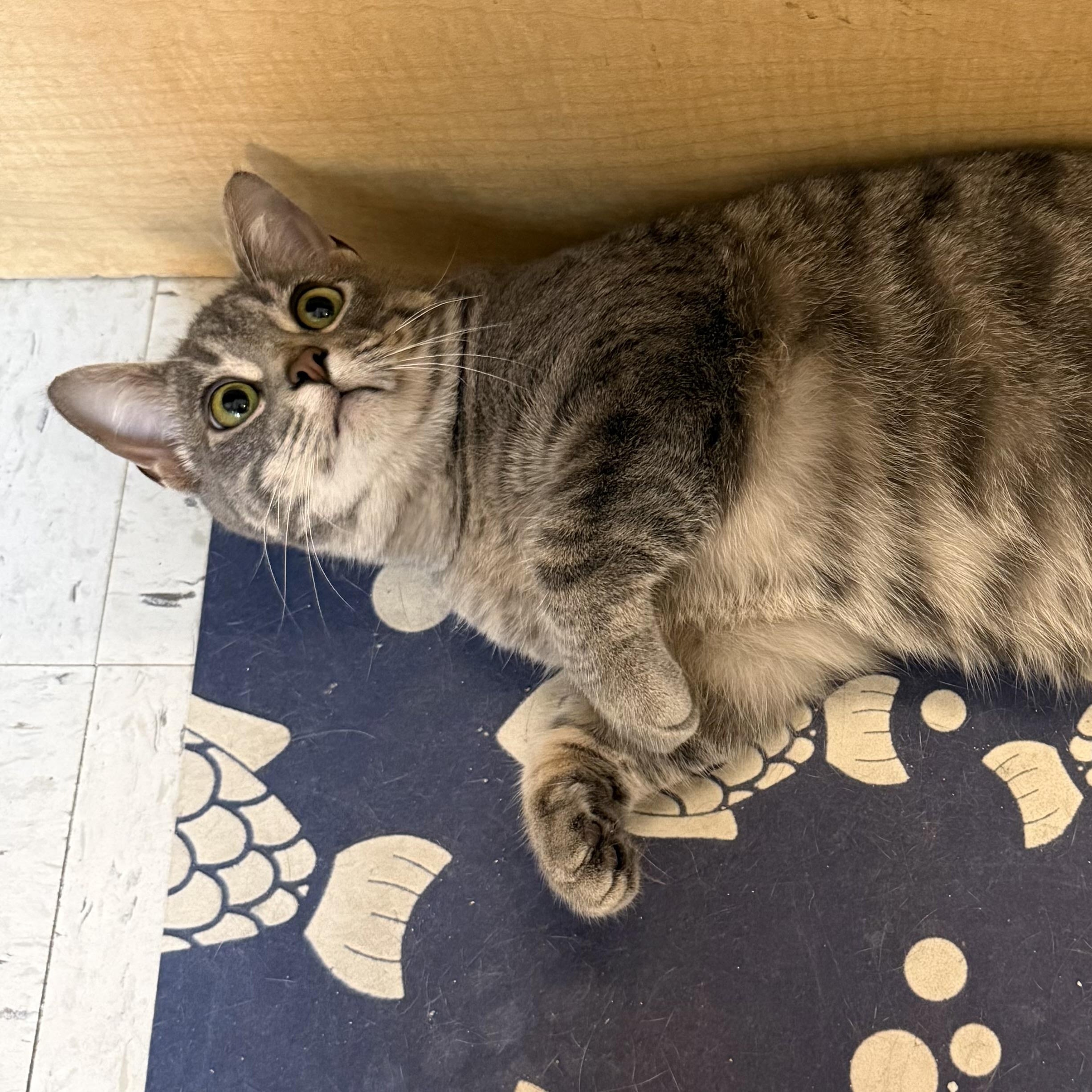 Enlarge Vivian, a ADOPTABLE Domestic Short Hair in Independence, IA image 1/3